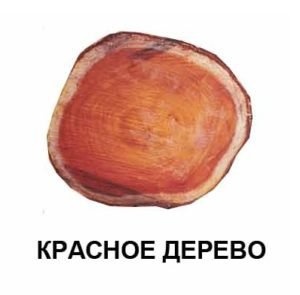 Красное дерево
