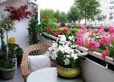 В статье приводятся примеры цветов, которые подходят для выращивания на балконе (с фотографиями).
