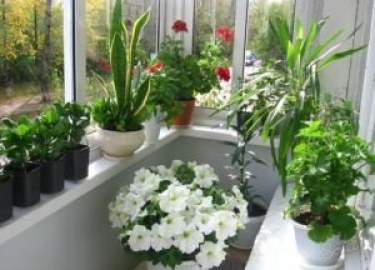 Такие нежные создания, как цветы, в большинстве своем не переживут зимовку на балконе. Узнайте. до какой температуры можно держать цветы на балконе.