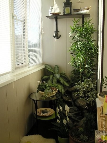 Фото: балконные растения в горшках

