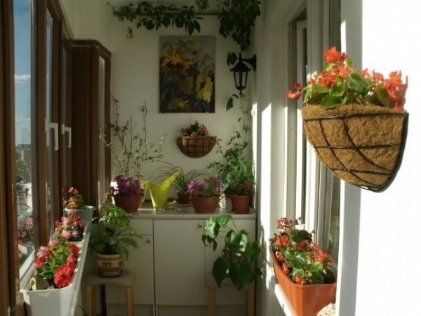 Фото: Растения ампельта в подвесных горшках
